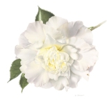 Camellia Japonica Elegance Champagne by Annie-Hughes