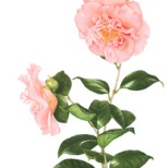 Camellia Japonica Henry E Huntington by Annie Hughes