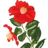 Camellia Japonica Red Crystal by Annie-Hughes